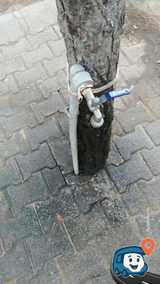 Bafra Piknik Alanı - Bafra Turizm Bölgesi, foto 3