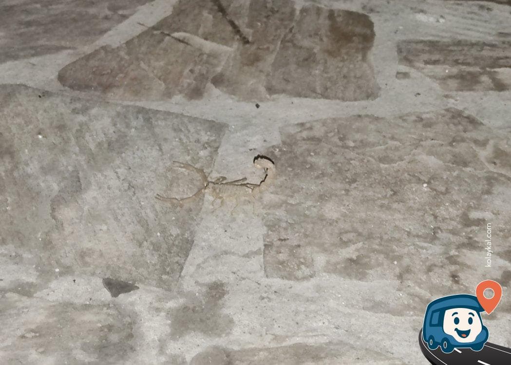 Syedra Antik Kenti Otopark ve Kamp Alanı - Alanya, Antalya, foto 3