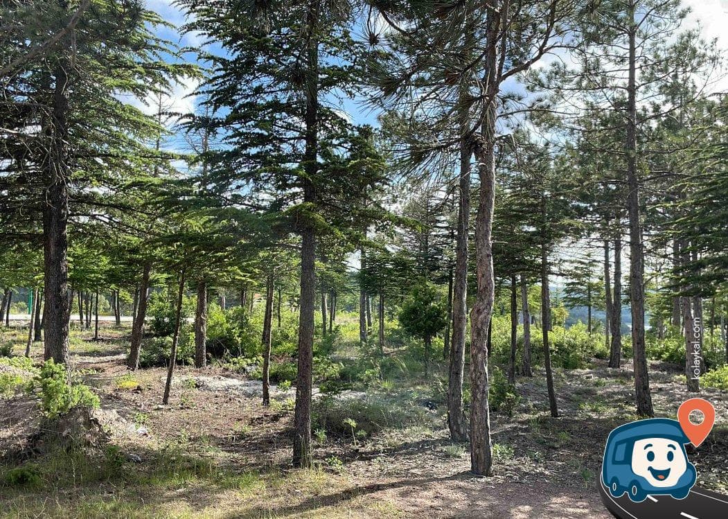 Musaözü Tabiat Parkı - Tepebaşı, Eskişehir, foto 4
