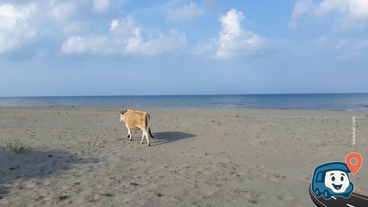 Kızılırmak Deltası Kuş Cenneti Kamp Alanı - 19 Mayıs, Samsun, foto 3