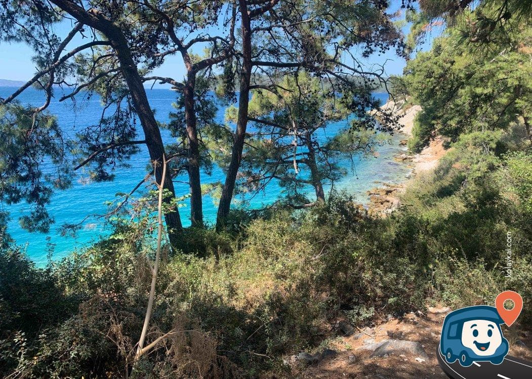 Çam Korusu - Menteşe, Muğla, foto 2