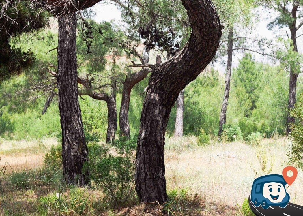 Olimpos Orman İçi Kamp Alanı - Kumluca, Antalya, foto 1