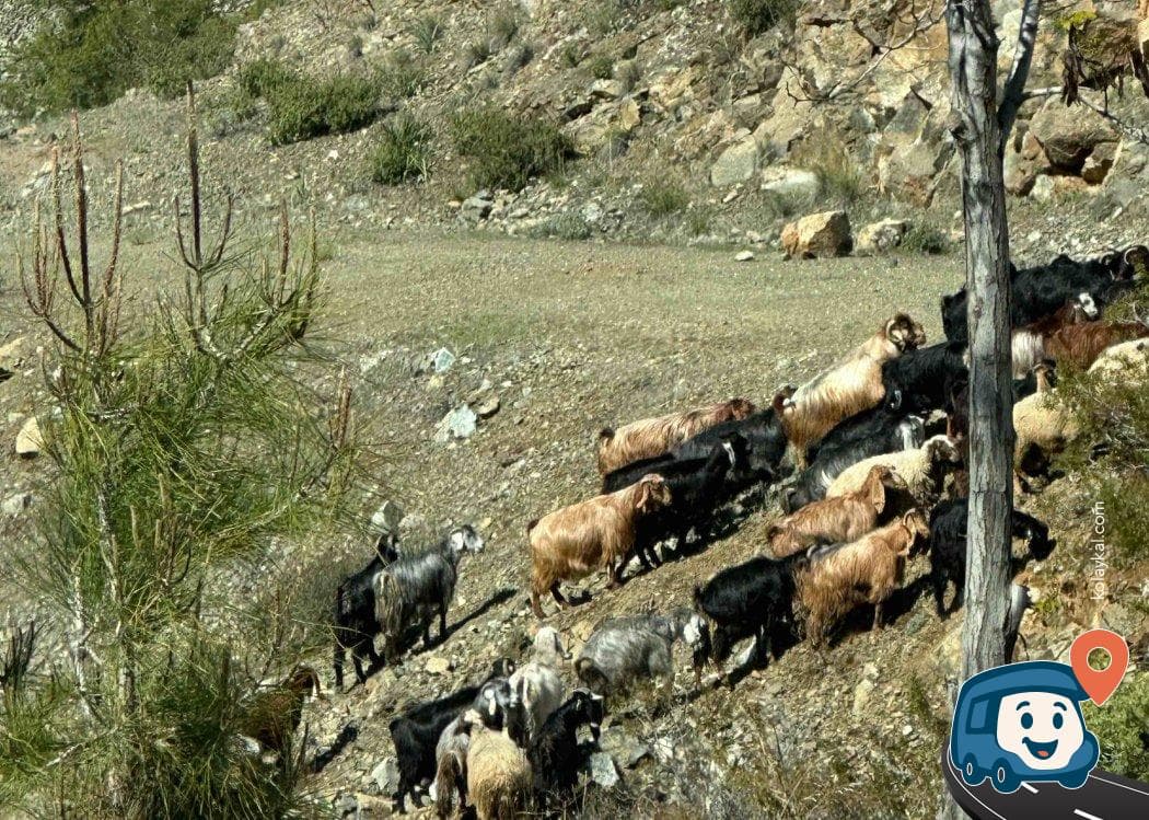 Su Musluğu Yanı Manzaralı Kamp ve Dinlenme Noktası - Nurdağı, Gaziantep, foto 4