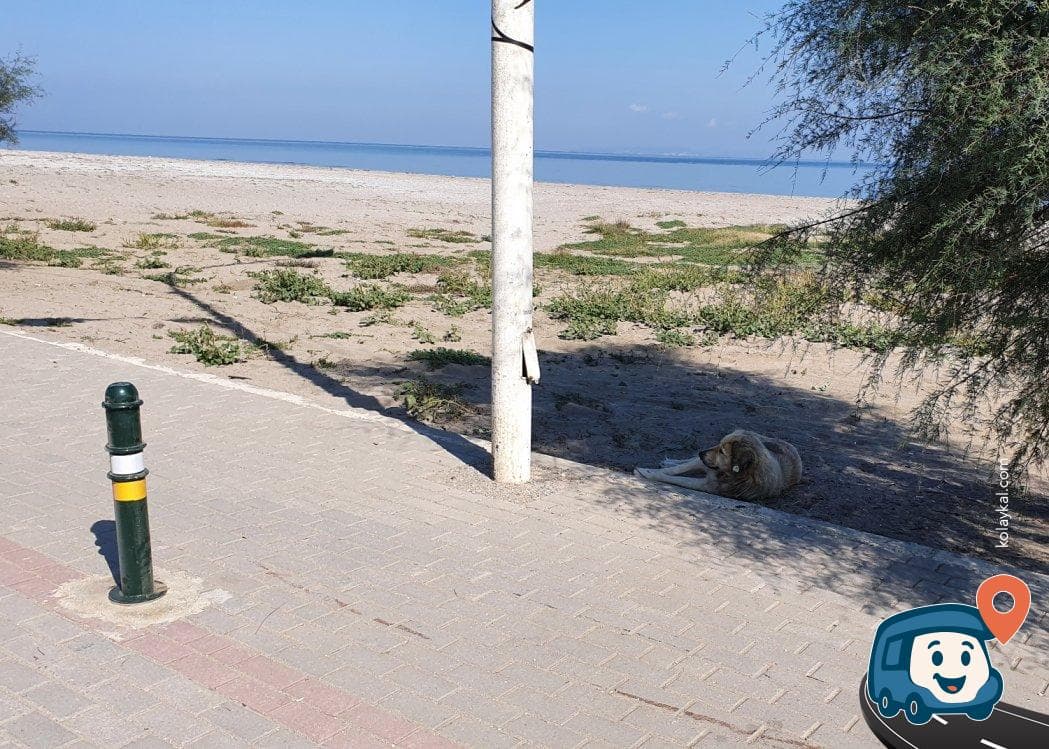 Marmara Denizi Sahili Kamp ve Otopark Alanı - Mudanya, Bursa, foto 2