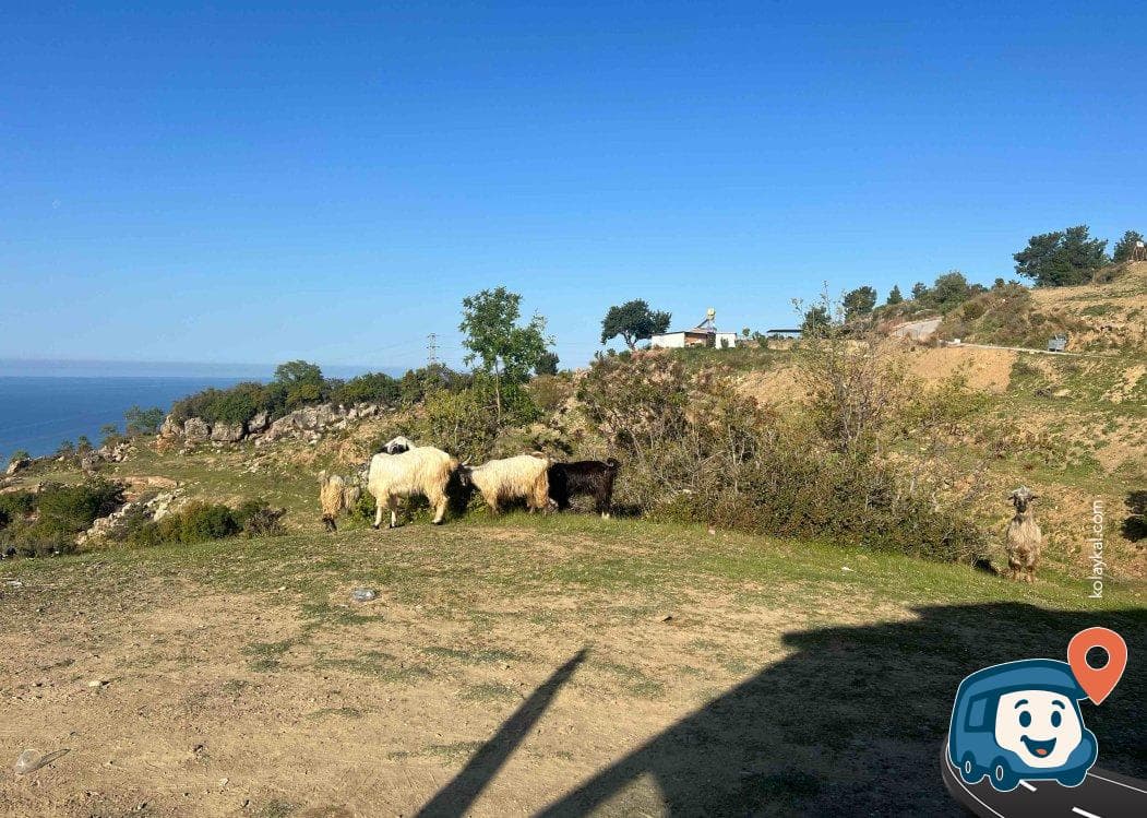 Syedra Antik Kenti Kamp Alanı - Alanya, Antalya, foto 5