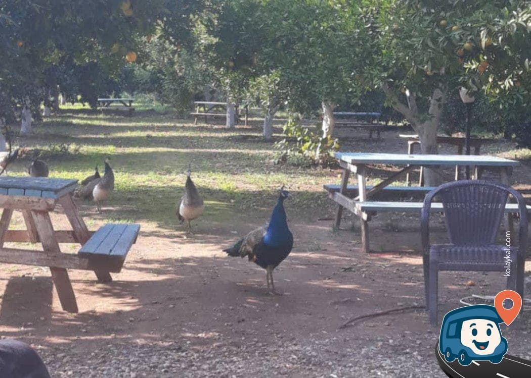 Kindil Kamp & Karavan & Piknik Alanı - Kemer, Antalya, foto 1