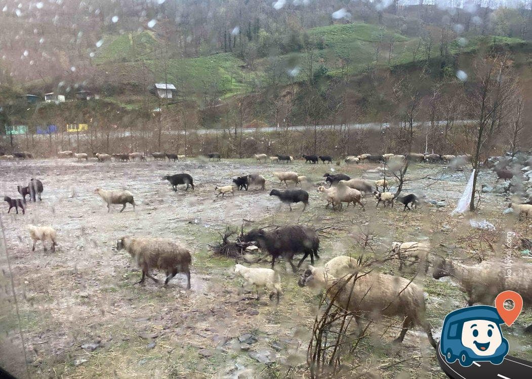Hopa Yakınlarında Sakin Manzaralı Kamp Alanı - Artvin, foto 1