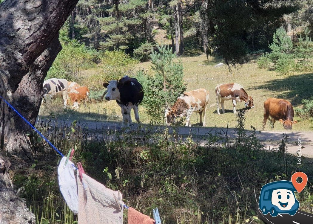 Yukarıovacık Yaylası Kamp Alanı - Gerede, Bolu, foto 2