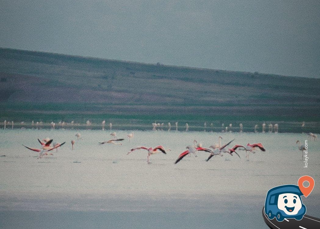 Tuz Gölü Yakınında Flamingo Cenneti Kamp Alanı - Mucur, Kırşehir, foto 1