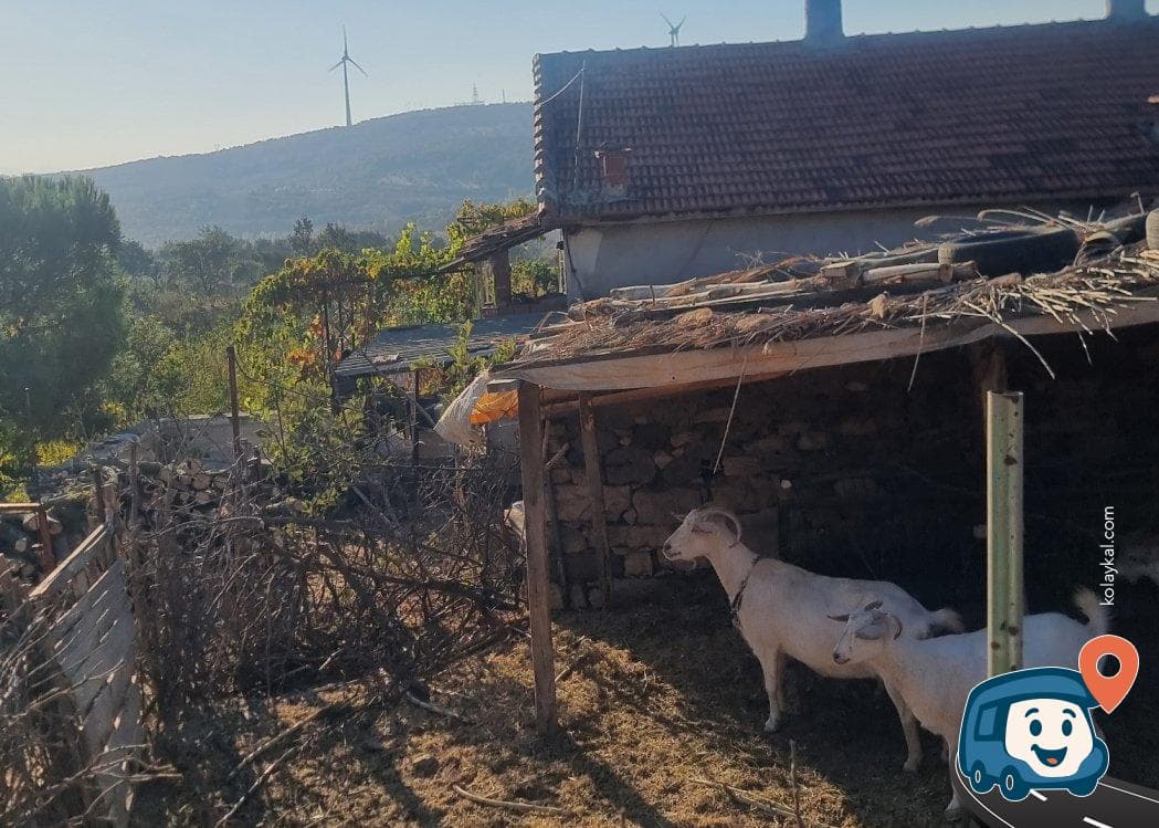 Özgür'ün Organik Çiftliği - Kırkağaç, Manisa, foto 4