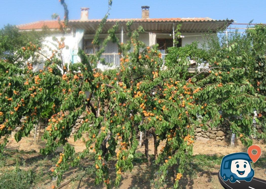 Özgür'ün Organik Çiftliği - Kırkağaç, Manisa, foto 2