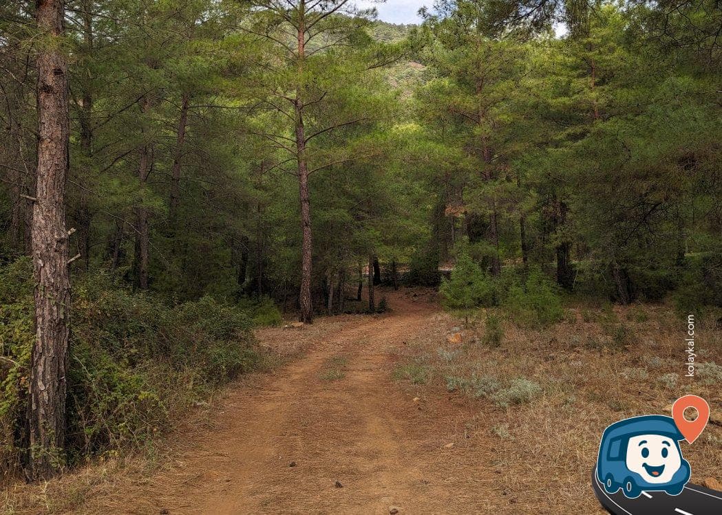 Dalaman Termal Tesisler Yakını Ormanlık Kamp Alanı - Köyceğiz, Muğla, foto 3