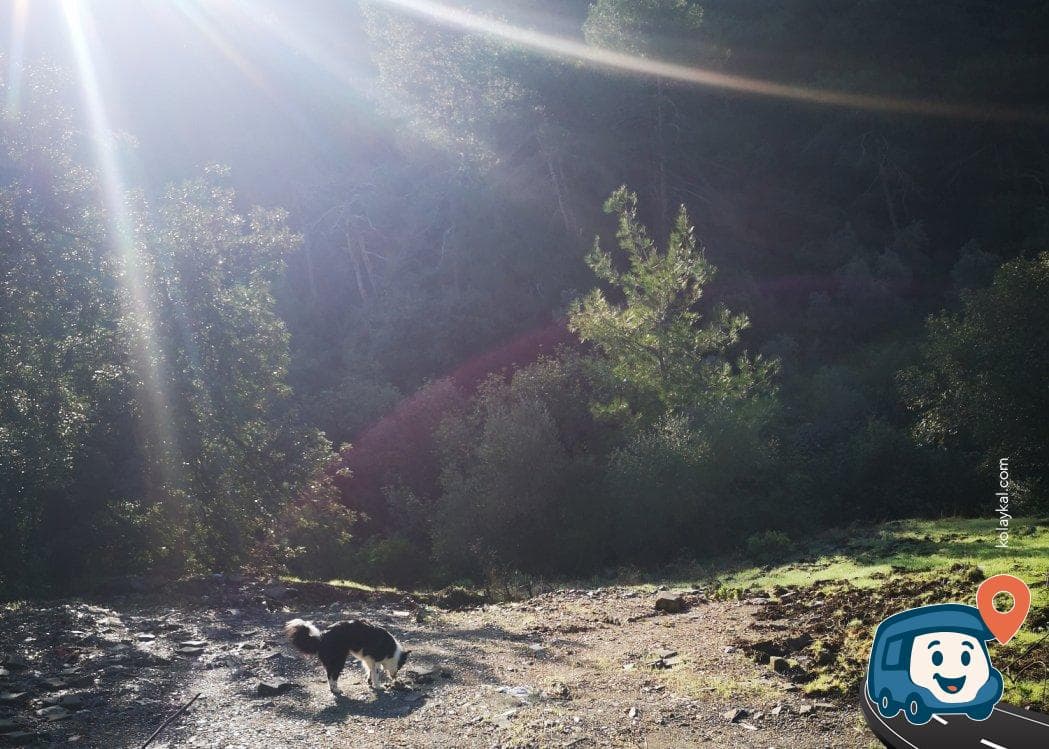 Köyceğiz Eko Patika Yakını Zeytinlik Kamp Alanı - Dalaman, Muğla, foto 3
