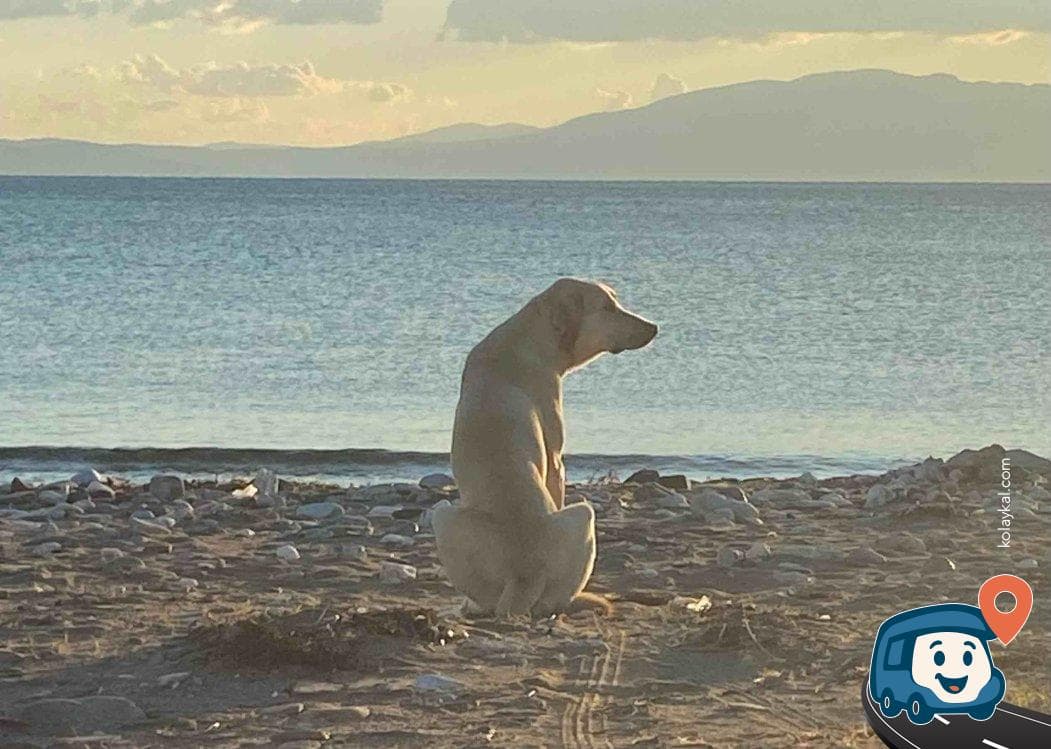 Denize Sıfır Kamp Alanı - Menderes, İzmir, foto 3