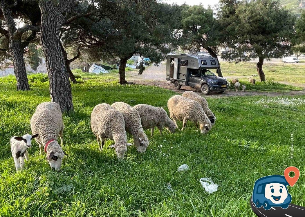 Pergamon Akropolisi Yaban Kamp Alanı - Bergama, İzmir, foto 2