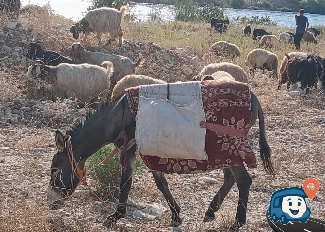 Cizre Kamp Alanı - Şırnak, foto 3