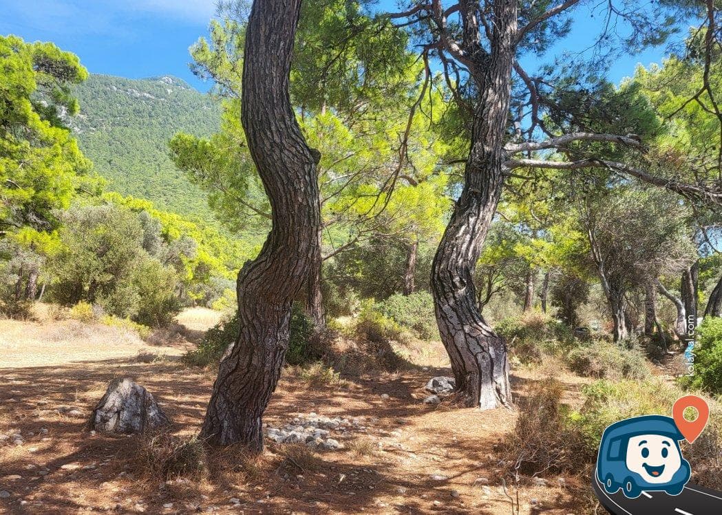 Yalçın Sivrikaya Koyu Kamp Alanı - Menteşe, Muğla; photo 2