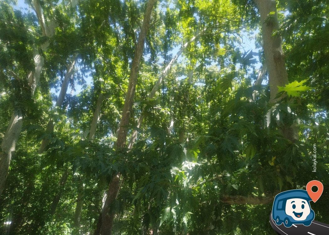 Bademli Boriçi Park Kamp Alanı - Akseki, Antalya, foto 1