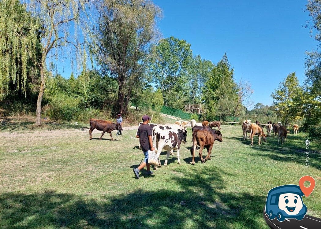 Ormanya Yakını Göl Kenarı Kamp Alanı - Kartepe, Kocaeli, foto 4