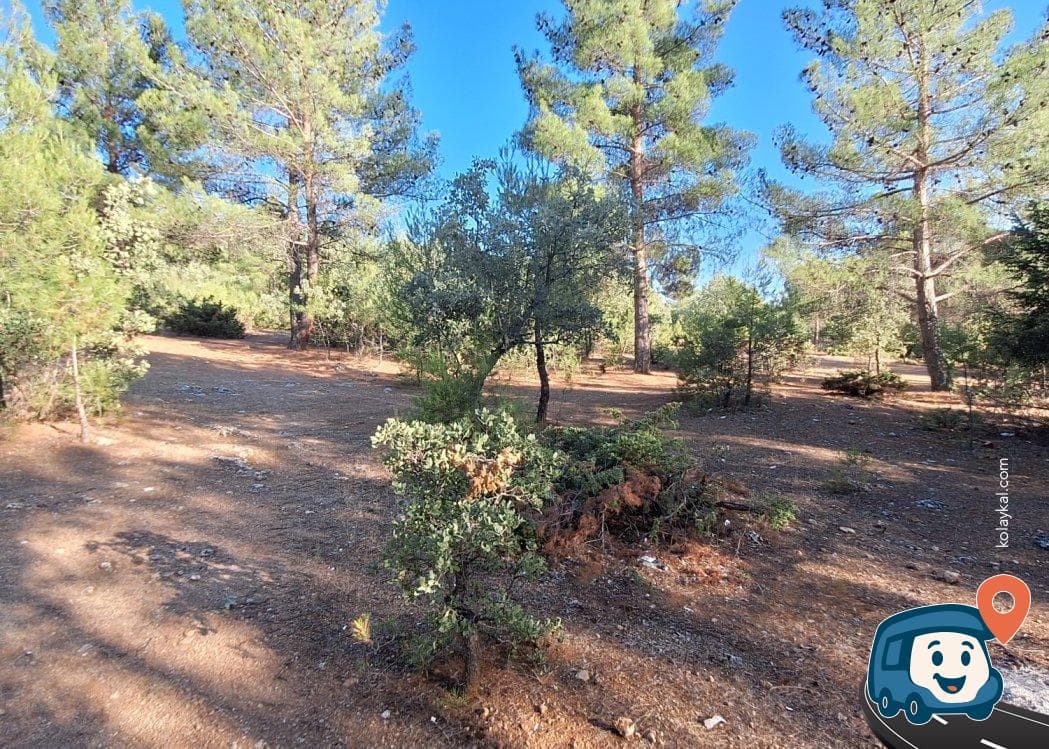 Sivaslı Çam Ormanı Kamp Alanı - Uşak, foto 1