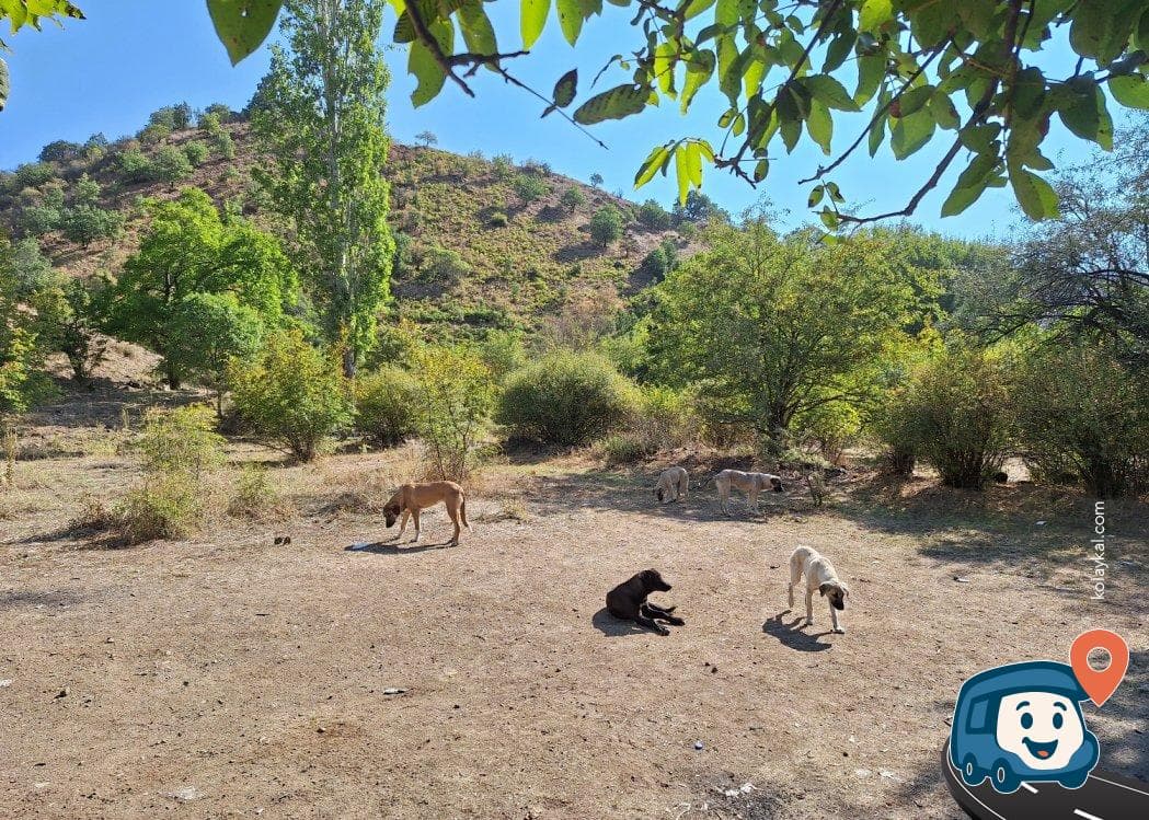 Köpek Dostu Kamp Alanı - Kızılcahamam, Ankara, foto 1