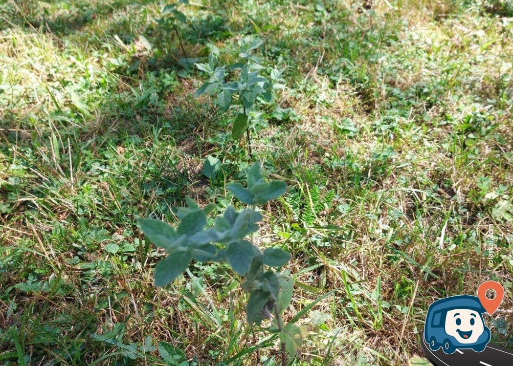 Orman İçi Kamp Alanı - Ağlı, Kastamonu, foto 2