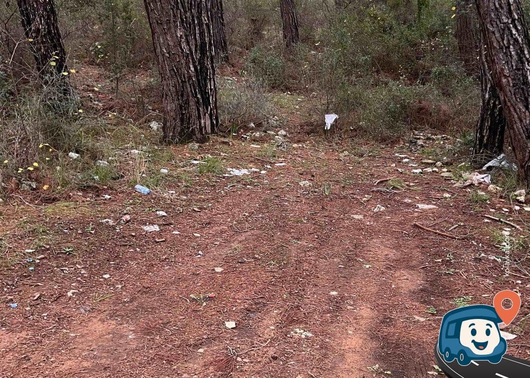 Çam Ormanı - Menteşe, Muğla, foto 2