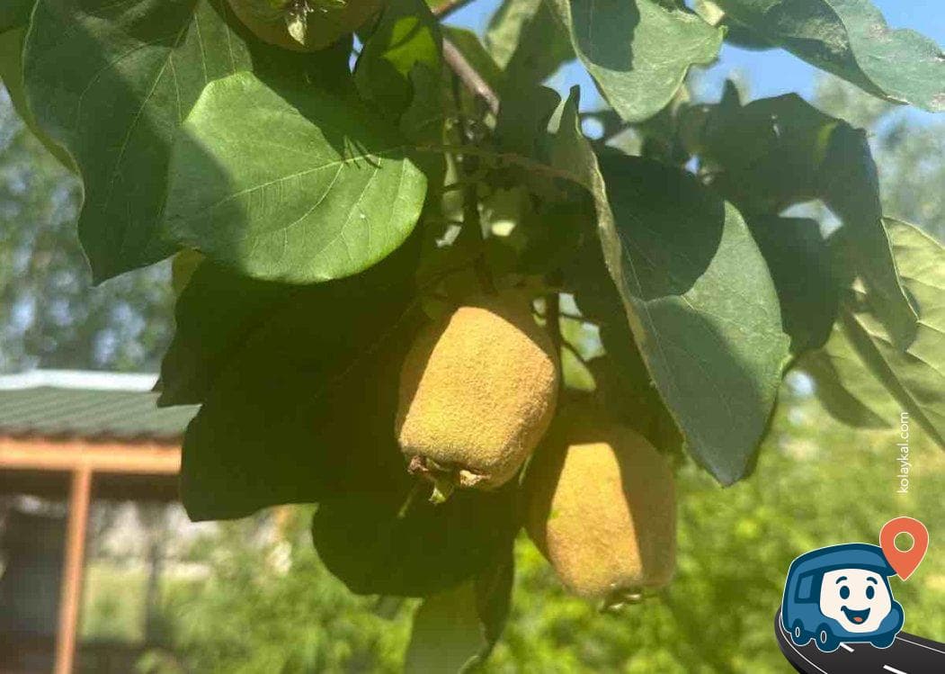 Şehrazat Camping Piknik - Iğdır Merkez, Iğdır, foto 4