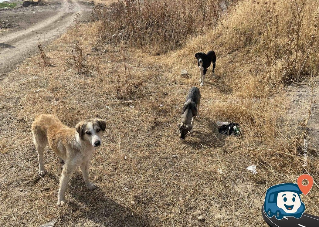 Edirne Meriç Nehri Kenarı Kamp Alanı - Edirne Merkez, foto 2