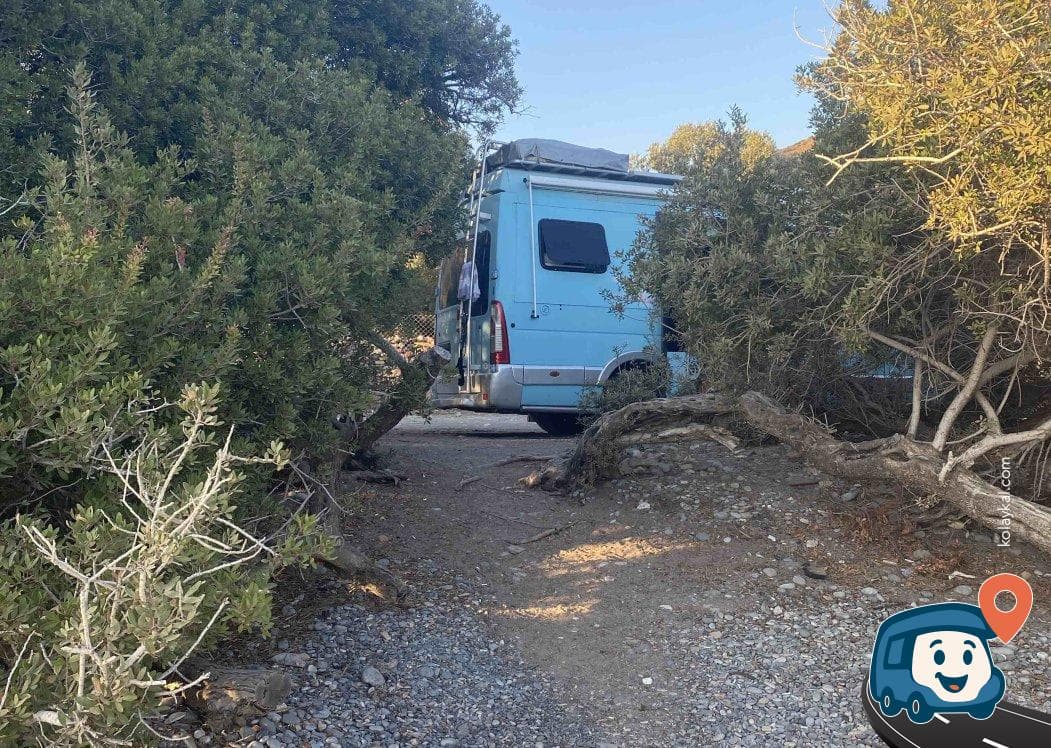 Akköy Zeytin ve Çitlembik Ağaçları Arasında Ücretsiz Kamp Alanı - Bodrum, Muğla, foto 2