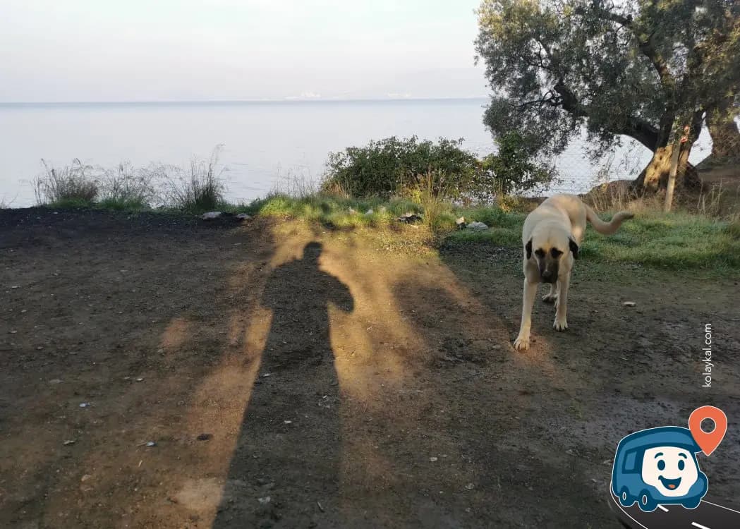 Edincik Sahili Kamp Alanı - Bandırma, Balıkesir, foto 2