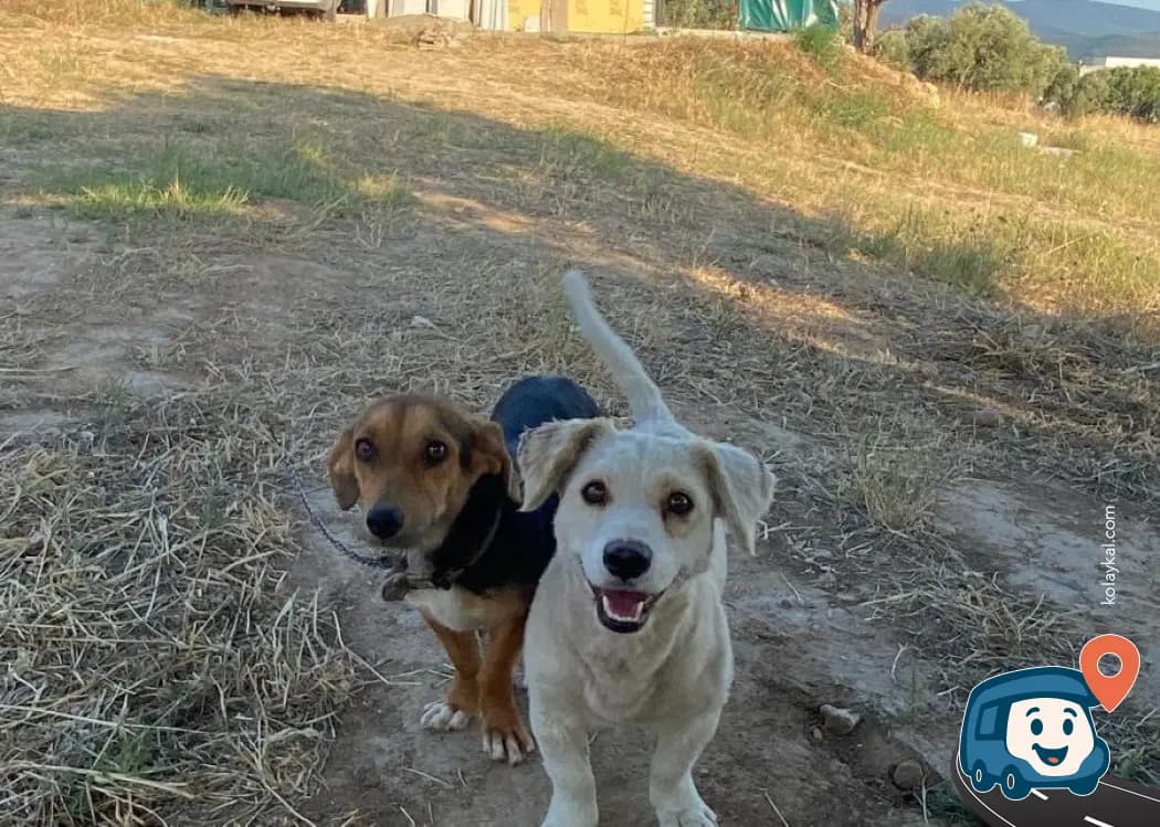 Özel Mülkte Ücretsiz Bir Gece Kamp Alanı - Torbalı, İzmir, foto 1