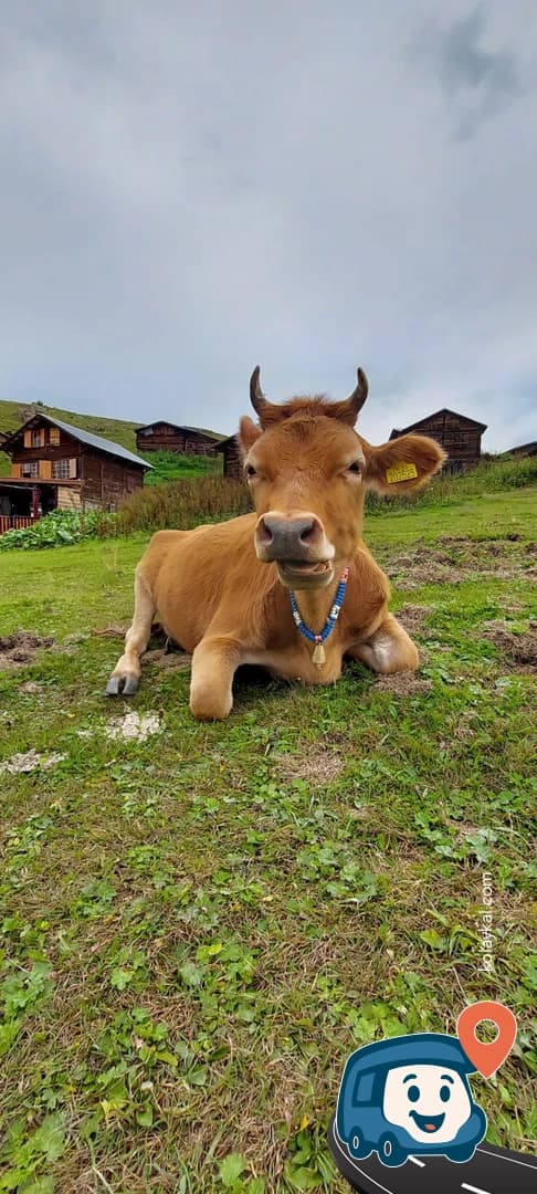 Pokut Yaylası - Çamlıhemşin, Rize, foto 3