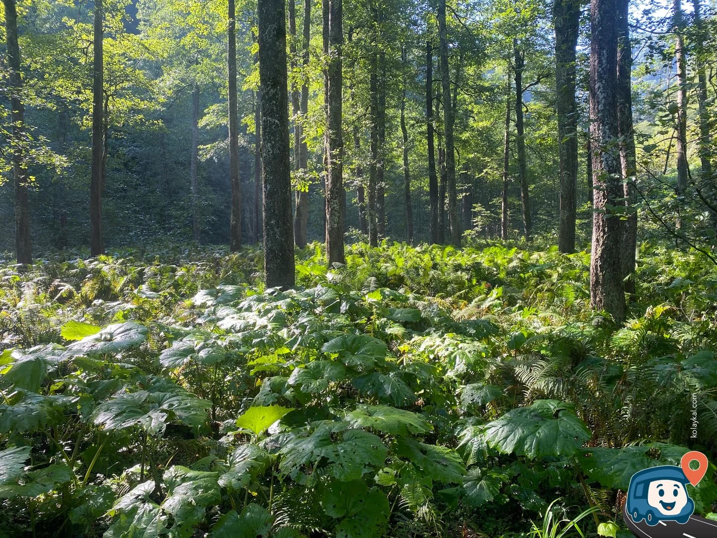 Borçka Karagöl - Artvin, foto 4