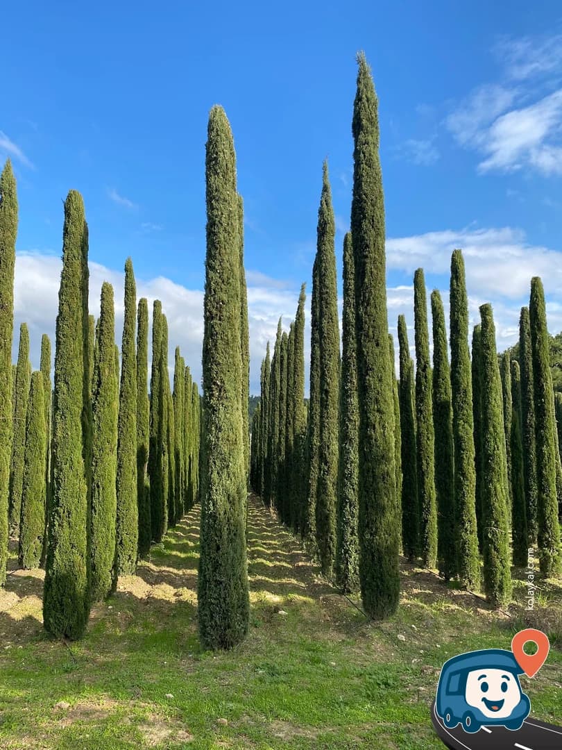 Uzbaş Arboretum - Urla, İzmir, foto 1