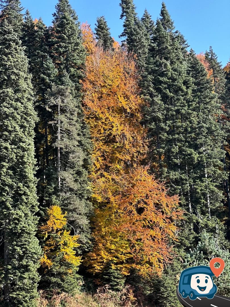Balıklı Yaylası - Mudurnu, Bolu, foto 4
