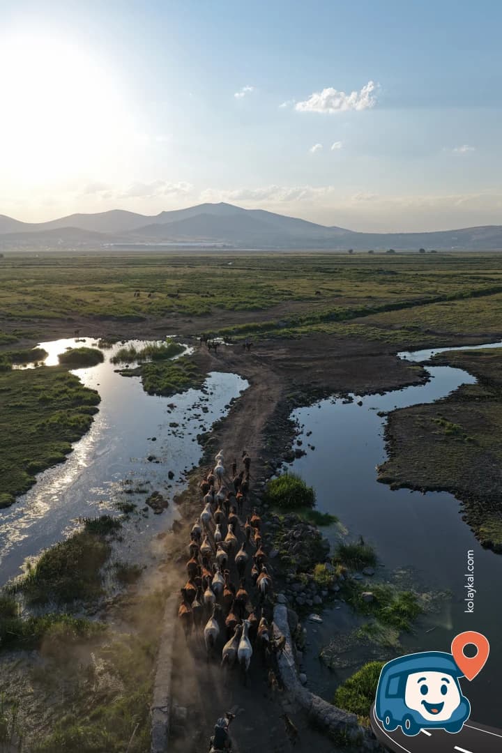 Hürmetçi Yılkı Atları - Hacilar, Kayseri, foto 2