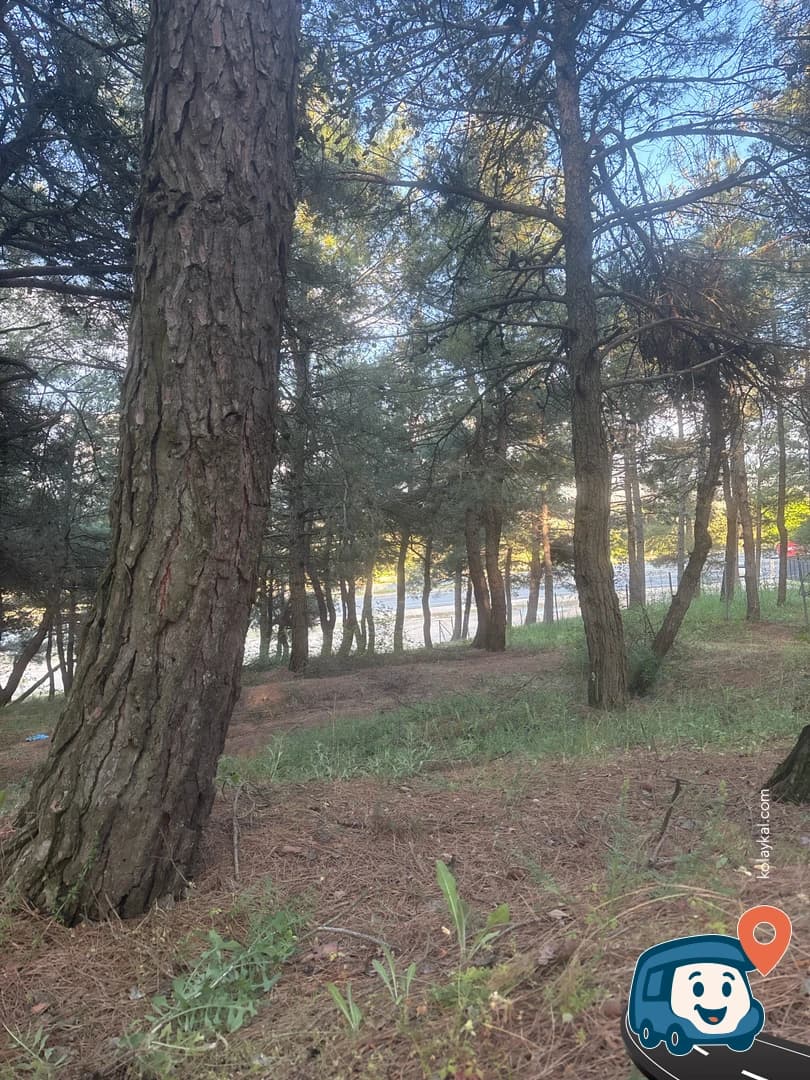 Çamlık Cafe Yanında Vahşi Kamp Alanı - Keşan, Edirne, foto 1