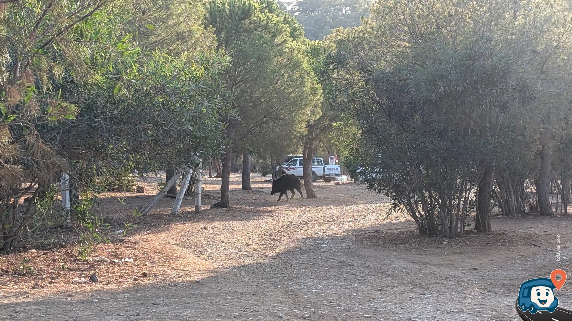 Akbük Manzaralı Vahşi Kamp Alanı - Didim, Aydın, foto 1