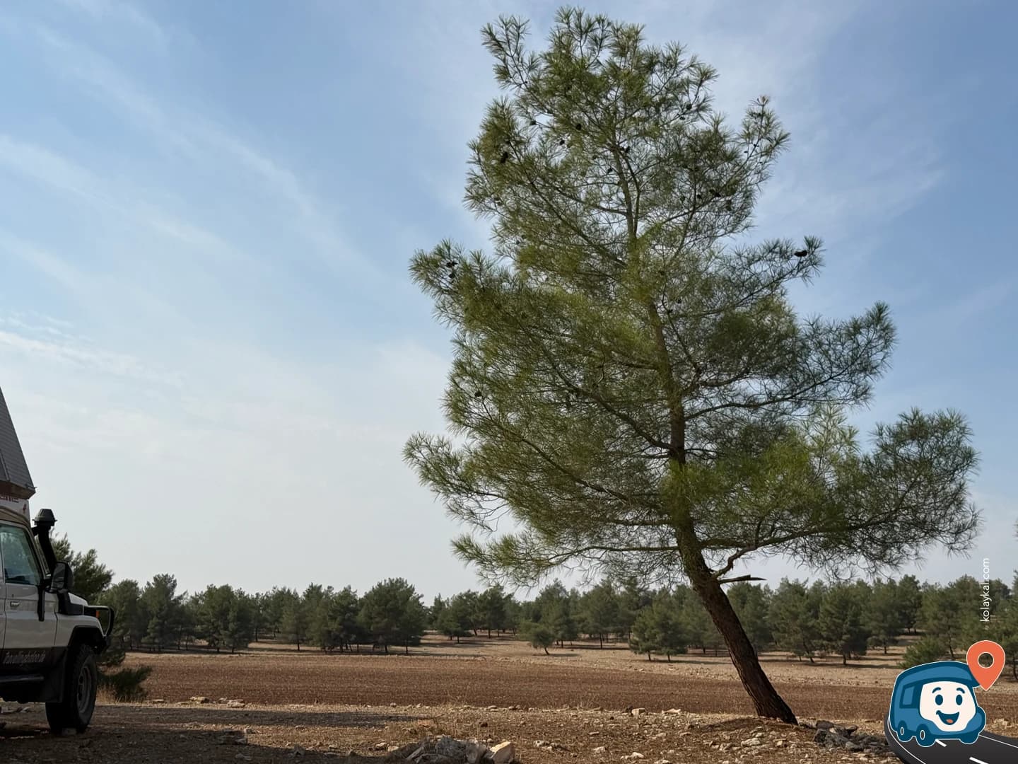 Pine Grove Vahşi Kamp Alanı - Haliliye, Şanlıurfa, foto 1