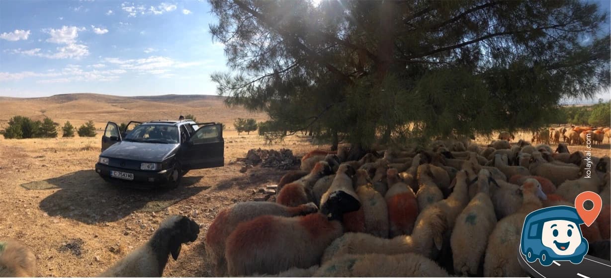 Pine Grove Vahşi Kamp Alanı - Haliliye, Şanlıurfa, foto 11
