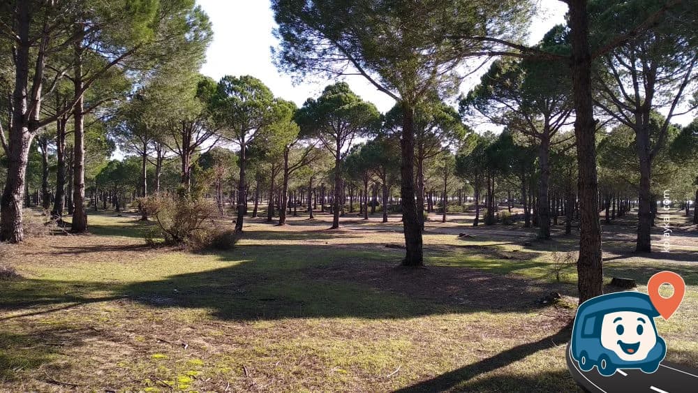 Plaj Yakınındaki Orman - Manavgat, Antalya, foto 5