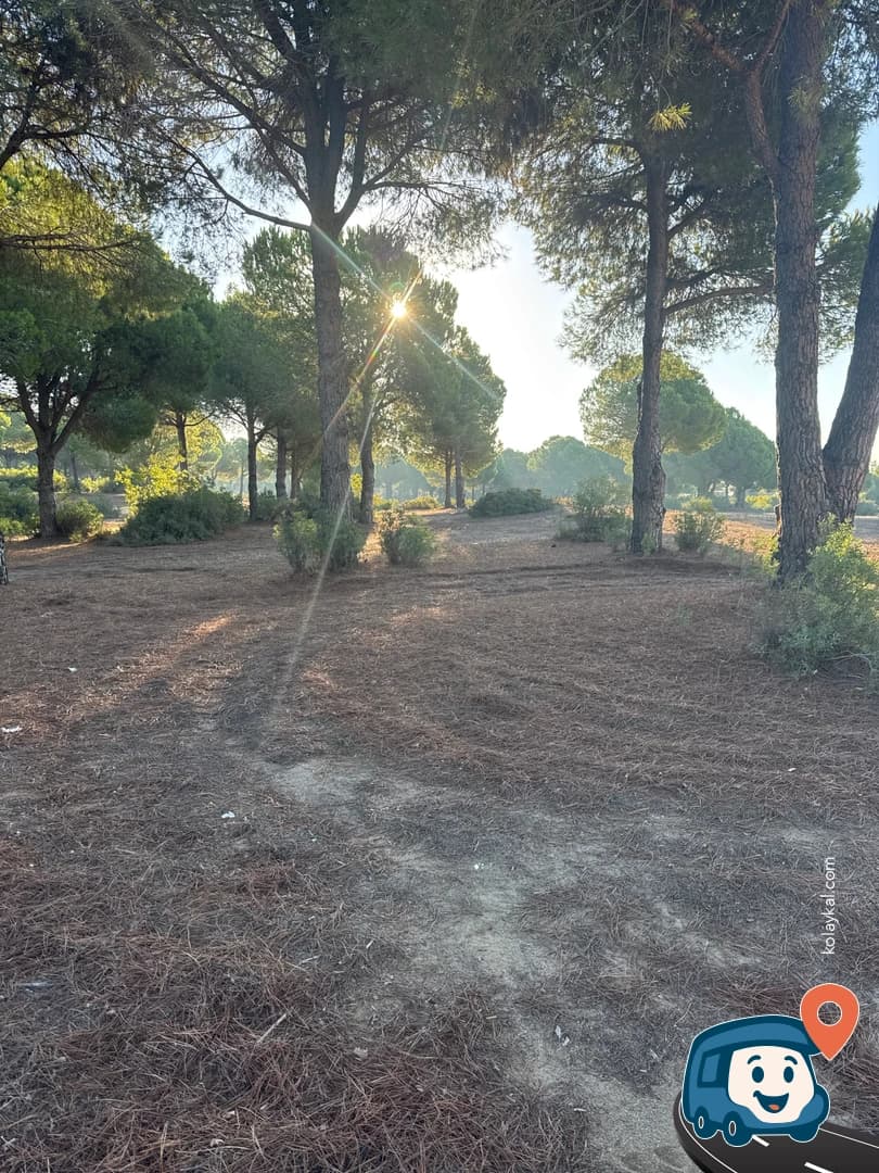 Plaj Yakınındaki Orman - Manavgat, Antalya, foto 1