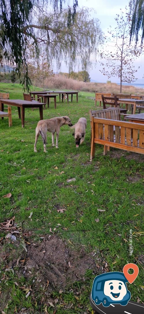 İznik Seyir Camping - İzni̇k, Bursa, foto 1