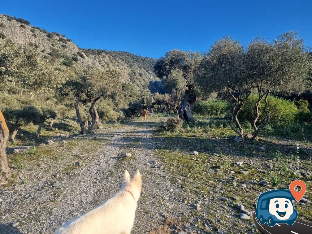 Bafa Gölü Kenarı Vahşi Kamp Alanı - Söke, Aydın, foto 3
