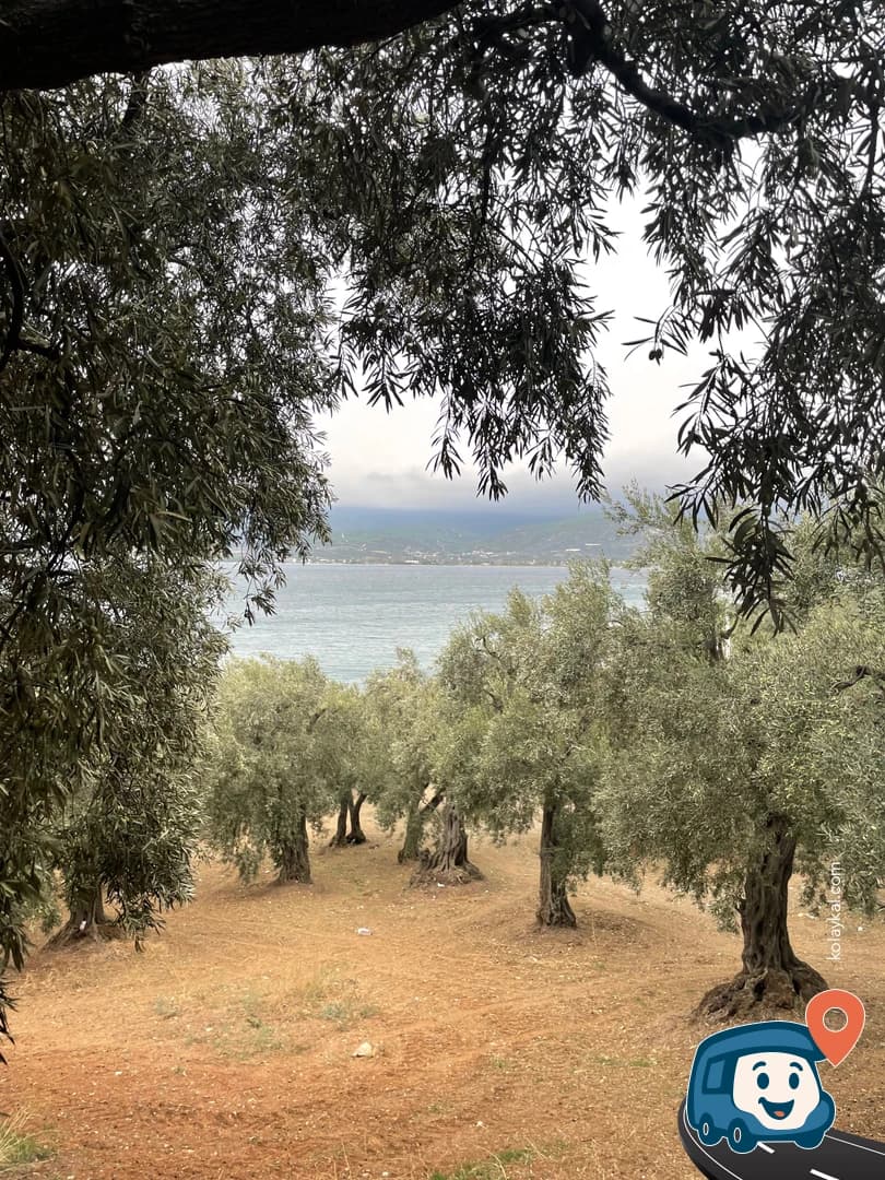 Zeytin Ağaçlarının Altı - Bandırma, Balıkesir, foto 2