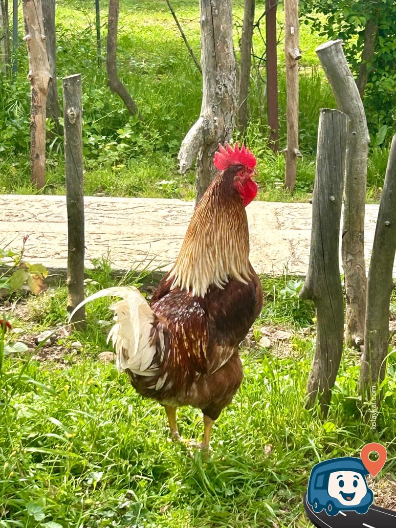 Kayaköy - Fethiye, Muğla, foto 6