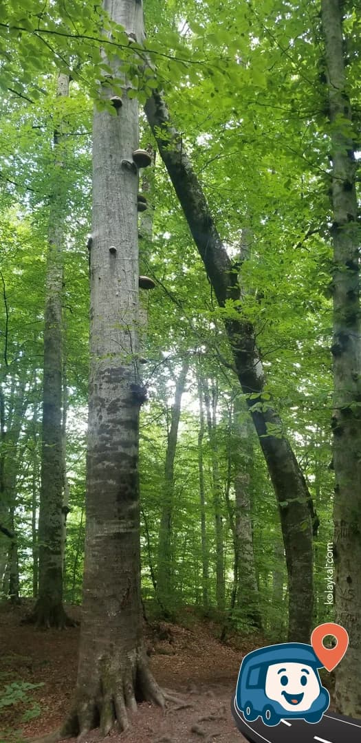 Yedigöller Kamp Alanı - Bolu Merkez, Bolu, foto 2