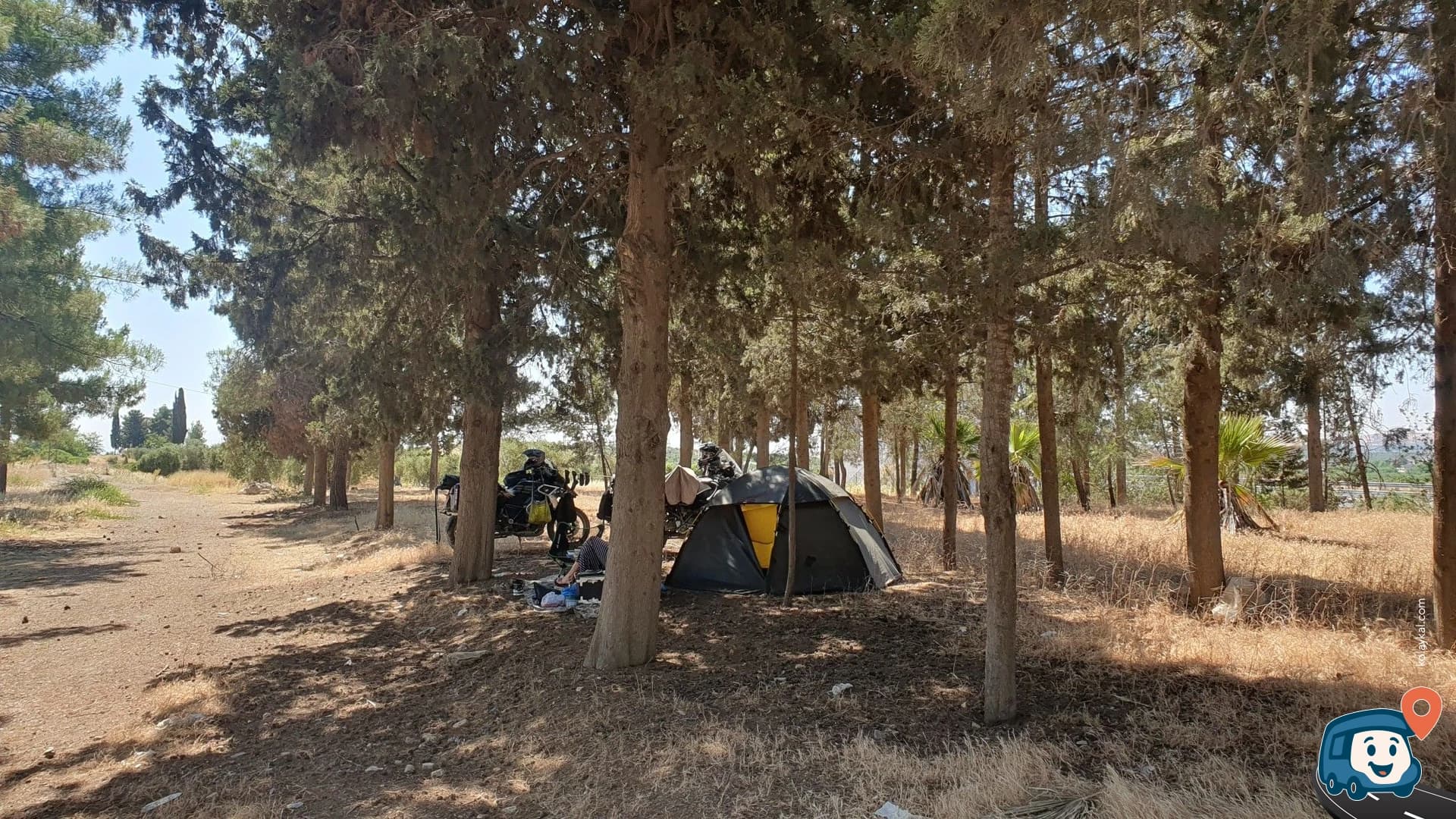 Yol Üzerindeki Ağaçlar - Nizip, Gaziantep, foto 4