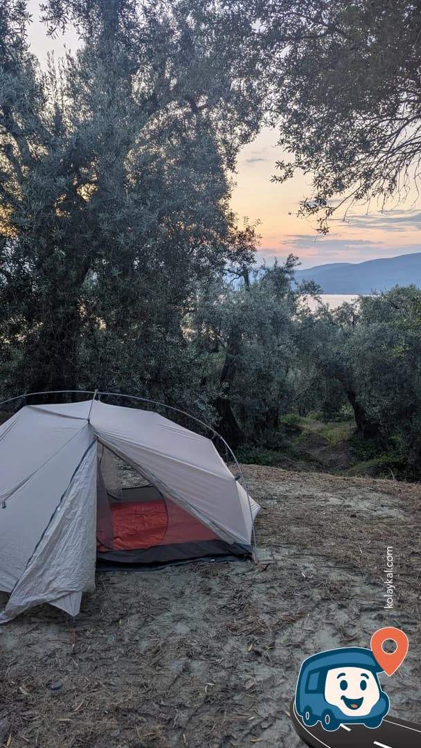 Zeytin Ağaçlarının Altı - Bandırma, Balıkesir, foto 1